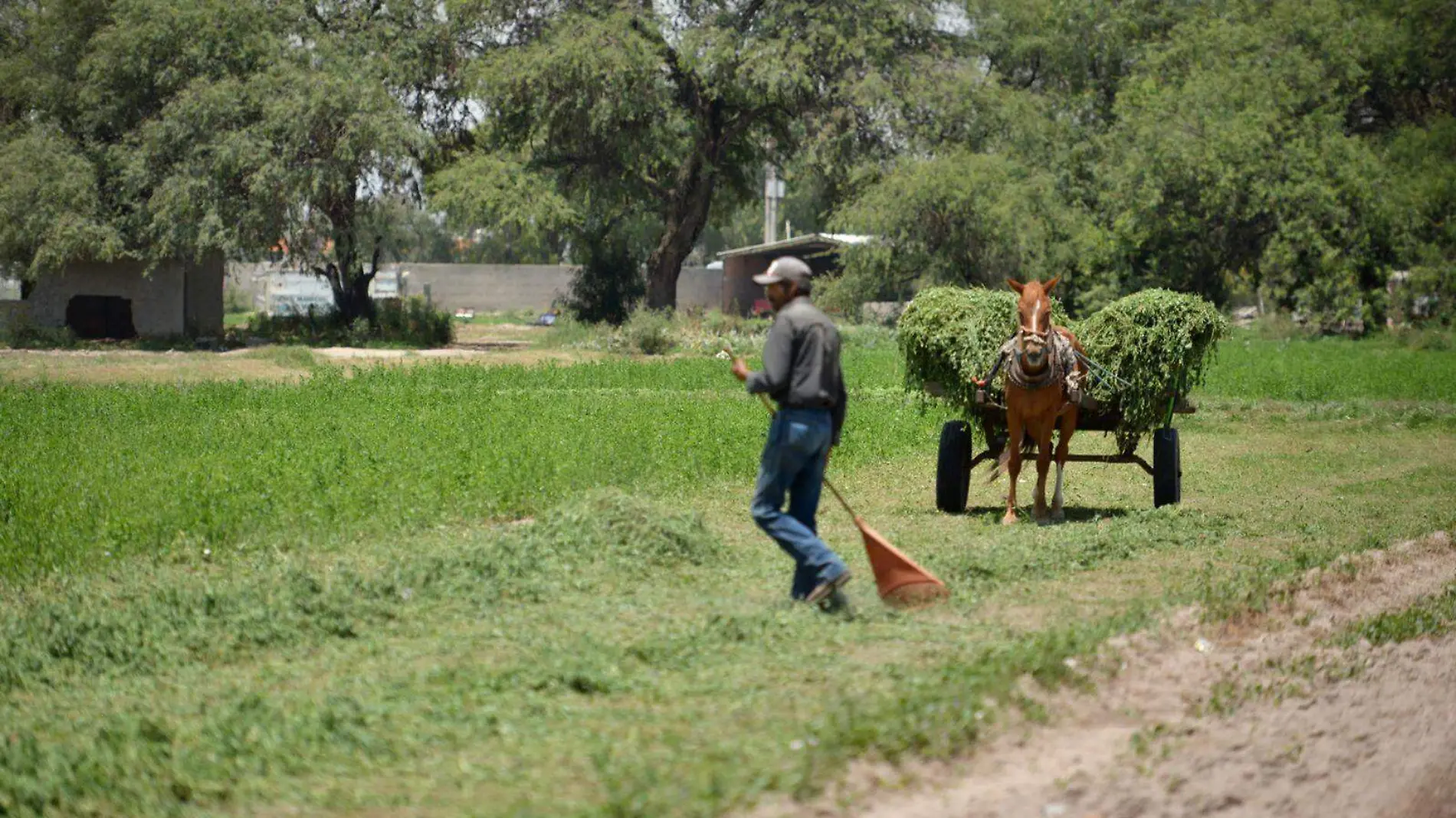 Campo, agricultura en SLP (2)